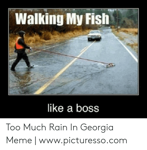 walking-my-fish-like-a-boss-too-much-rain-in-53616424.png
