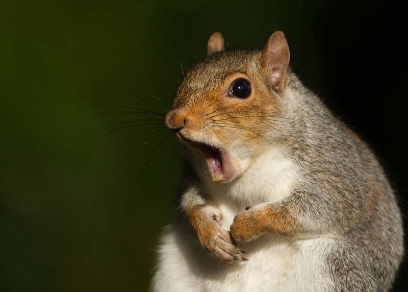 Western-Squirrel-Surprised-scaled-e1585148616322.jpg