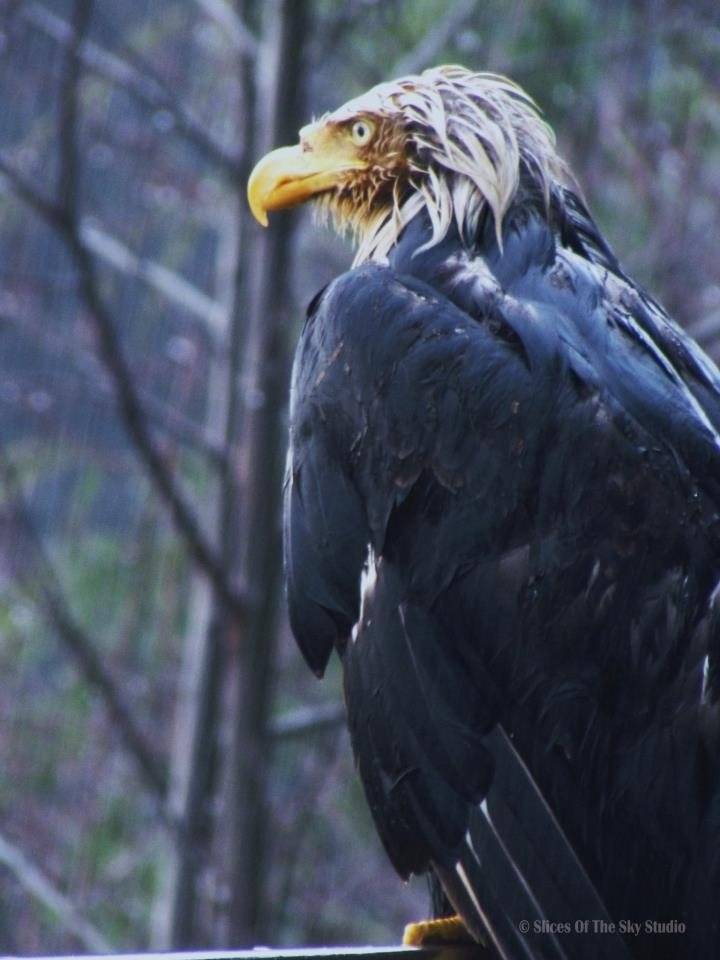 wet cold eagle.jpg