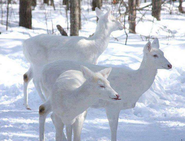 white deer.jpg