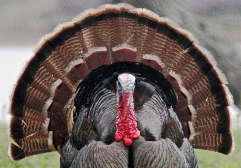 wild-turkey-hunting-Pennsylvania-calling-decoys-distance-1587650828.jpg