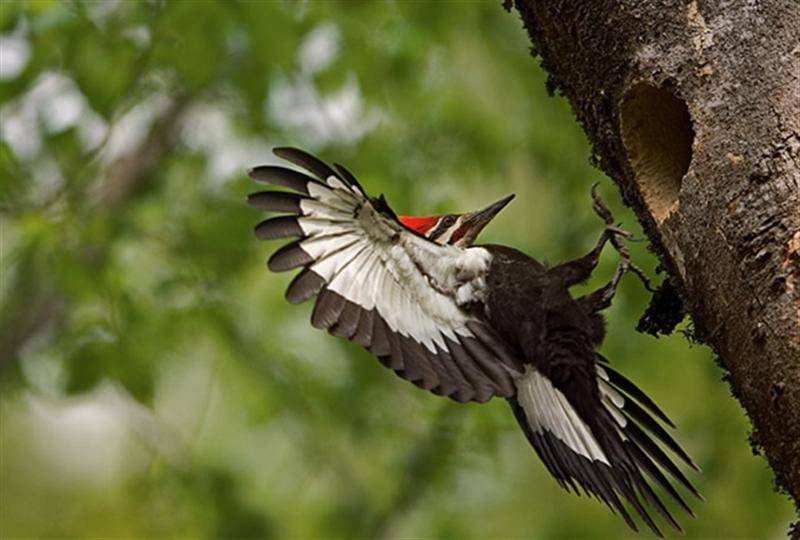 woodpecker-sightings-615222 (Custom).jpg
