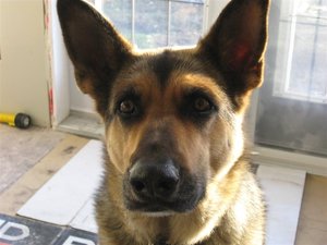 IMG_0685 (Medium).JPG