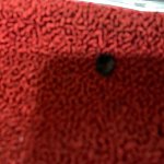hole in carpet2.jpg