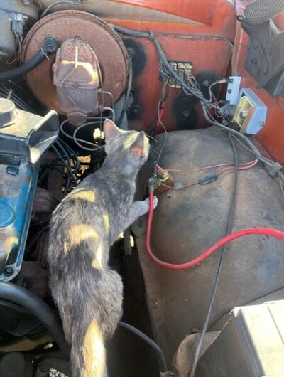 IMG_2803.jpeg IMG_2803.jpeg