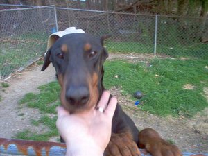 Bud 006.jpg Bud 006.jpg