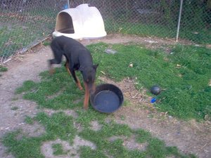 Bud 005.jpg Bud 005.jpg