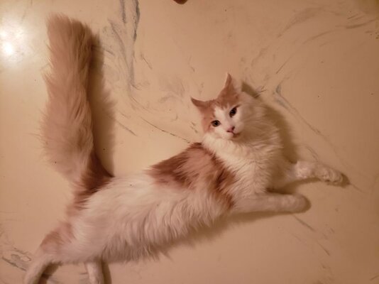 ROCKY OCT 19 2025.jpg