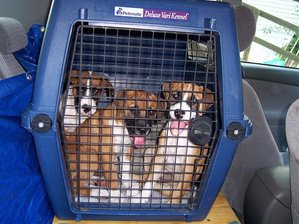 puppyrun7_7.20.jpg puppyrun7_7.20.jpg