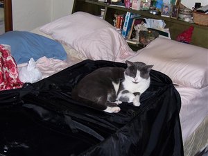 cat n bag 2.jpg