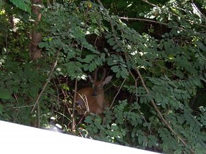 Lost River 08 173.jpg