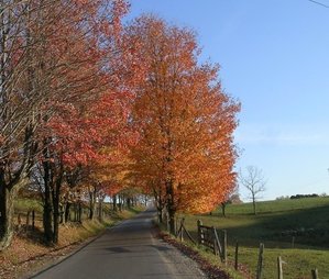 Peach Orchard Road 1.jpg