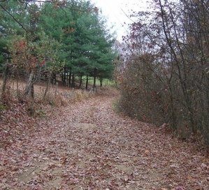 Orchard Path.jpg Orchard Path.jpg