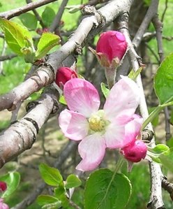 1dogwoodbloom2.jpg 1dogwoodbloom2.jpg