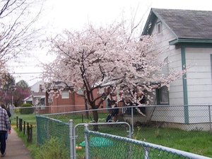 cherry tree09.JPG cherry tree09.JPG