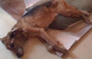 shadow.JPG shadow.JPG