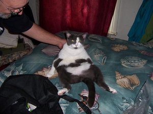 Fat Cat 011.111.JPG