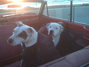 1963 plymouth valiant