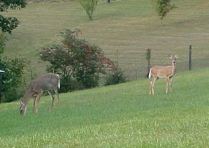 Morgan Rd.jpg Morgan Rd.jpg