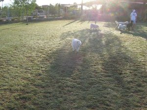 Dog Park 4-09 002.jpg Dog Park 4-09 002.jpg