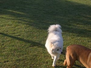 Dog Park 4-09 006.jpg Dog Park 4-09 006.jpg