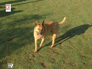 Dog Park 4-09 017.jpg Dog Park 4-09 017.jpg