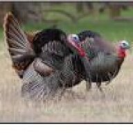 Wildturkey168